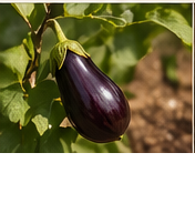 Aubergine growing